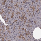 Anti-GPR78 Antibody
