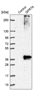 Western blot analysis in control (vector only transfected HEK293T lysate) and GPR78 over-expression lysate (Co-expressed with a C-terminal myc-DDK tag (~3.1 kDa) in mammalian HEK293T cells, LY403319).