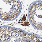 Immunohistochemical staining of human testis shows strong cytoplasmic positivity in Leydig cells.