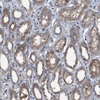 Immunohistochemical staining of human kidney shows moderate cytoplasmic positivity in cells in tubules.