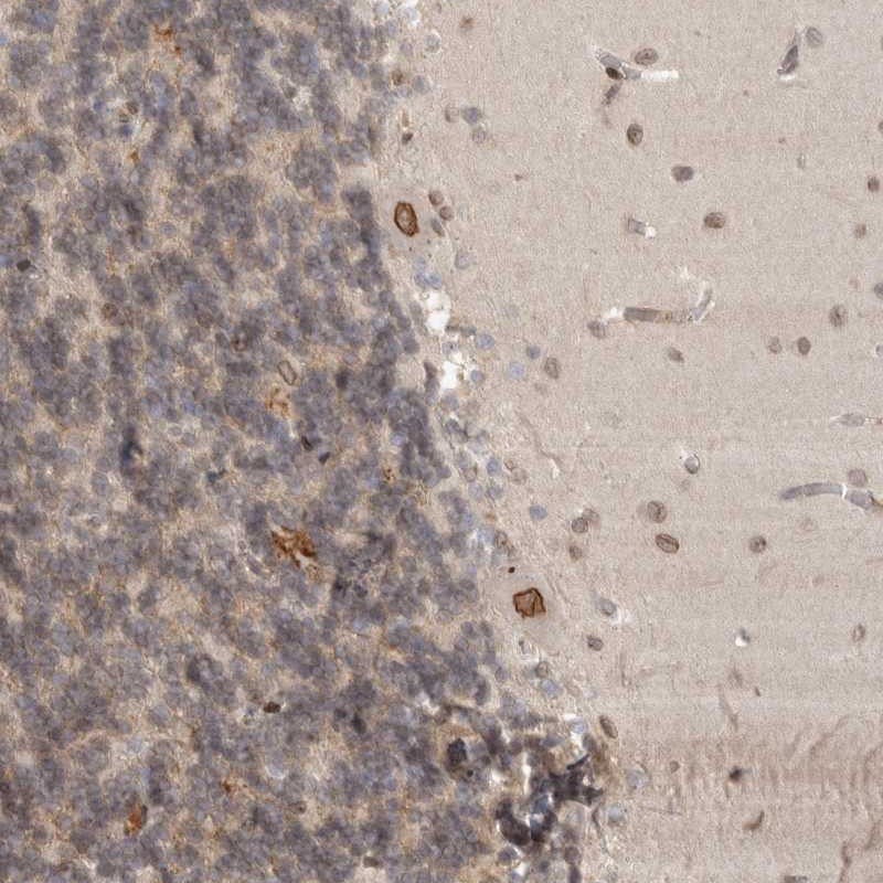 Anti-CDC14B Antibody