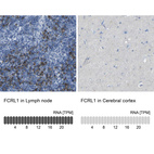 Anti-FCRL1 Antibody