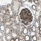 Immunohistochemical staining of human kidney shows strong cytoplasmic positivity in cells in glomeruli and moderate cytoplasmic-nucleus positivity in cells in tubules.