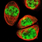 Immunofluorescent staining of human cell line A-431 shows localization to nucleoplasm, cytosol & the Golgi apparatus.