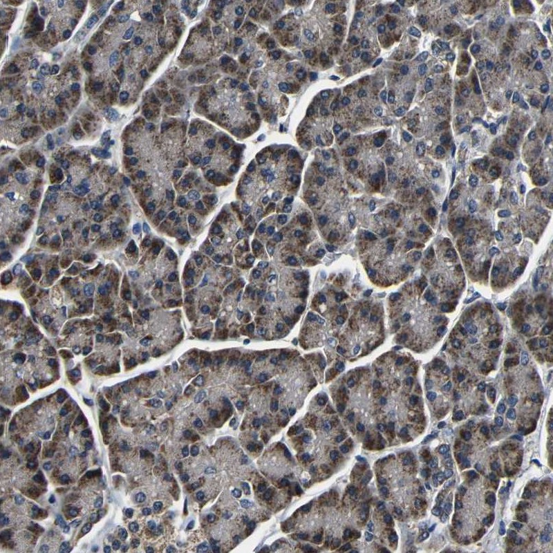 Anti-FKBP14 Antibody