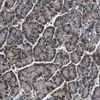 Anti-FKBP14 Antibody