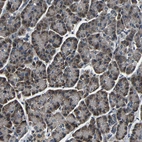 Anti-FKBP14 Antibody