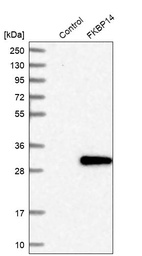 Western blot analysis in control (vector only transfected HEK293T lysate) and FKBP14 over-expression lysate (Co-expressed with a C-terminal myc-DDK tag (~3.1 kDa) in mammalian HEK293T cells, LY413430).