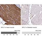 Anti-MYL7 Antibody