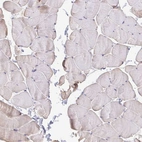 Immunohistochemical staining of human skeletal muscle shows very weak positivity in myocytes as expected.