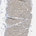 Anti-TNFAIP1 Antibody
