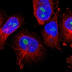 Immunofluorescent staining of human cell line U-251 MG shows localization to nucleoli.