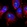 Anti-TNFAIP1 Antibody