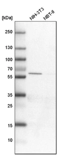 Western blot analysis in mouse cell line NIH-3T3 and rat cell line NBT-II.
