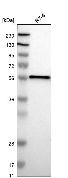 Anti-FANCE Antibody