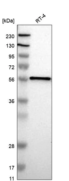 Anti-FANCE Antibody
