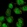 Anti-FANCE Antibody