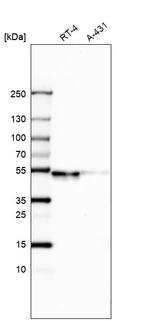 Western blot analysis in human cell line RT-4 and human cell line A-431.