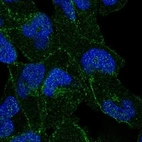 Anti-APC Antibody