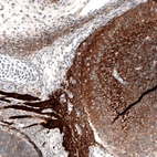 Immunohistochemical staining of mouse embryo E14 shows strong positivity in developing olfactory bulb and olfactory nerve.