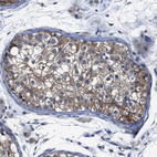 Immunohistochemical staining of human testis shows moderate membranous positivity in cells in seminiferous ducts.