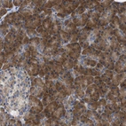 Immunohistochemical staining of human pancreas shows strong cytoplasmic positivity in exocrine glandular cells.