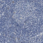 Immunohistochemical staining of human lymphoid node shows no cytoplasmic positivity in germinal-center and non-germinal center cells.