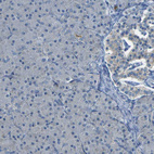 Immunohistochemical staining of human pancreas shows very weak positivity in exocrine glandular cells.