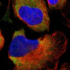 Immunofluorescent staining of human cell line U-2 OS shows localization to cytosol.