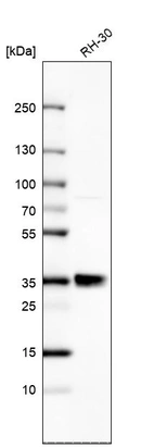 Western blot analysis in human cell line RH-30.