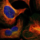 Immunofluorescent staining of human cell line U-2 OS shows localization to plasma membrane & microtubules.