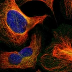 Immunofluorescent staining of human cell line U-2 OS shows localization to plasma membrane & microtubules.