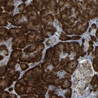 Immunohistochemical staining of human Pancreas shows strong granular cytoplasmic positivity in exocrine glandular cells.