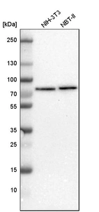 Western blot analysis in mouse cell line NIH-3T3 and rat cell line NBT-II.