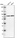 Anti-TBC1D15 Antibody