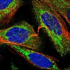 Immunofluorescent staining of human cell line U-2 OS shows localization to cytosol & mitochondria.