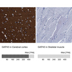 Anti-GAP43 Antibody