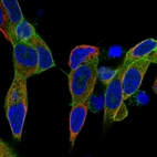 Immunofluorescent staining of human cell line SH-SY5Y shows localization to plasma membrane.