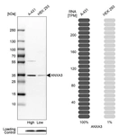 Western blot analysis in human cell lines A-431 and HEK293 using Anti-ANXA3 antibody. Corresponding ANXA3 RNA-seq data are presented for the same cell lines. Loading control: Anti-COX4I1.