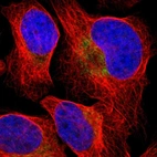Immunofluorescent staining of human cell line U-2 OS shows localization to cytosol.