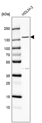 Western blot analysis in human cell line HDLM-2.