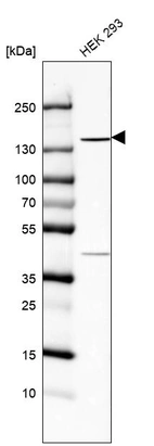 Western blot analysis in human cell line HEK 293.