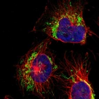 Immunofluorescent staining of human cell line U-251 MG shows localization to mitochondria.