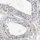 Immunohistochemical staining of human testis shows very weak positivity in cells in seminiferous ducts a expected.