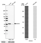 Western blot analysis in human cell lines A-431 and HEK293 using Anti-ANXA3 antibody. Corresponding ANXA3 RNA-seq data are presented for the same cell lines. Loading control: Anti-COX4I1.