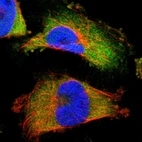 Immunofluorescent staining of human cell line U-251 MG shows localization to cytosol.