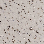 Anti-DNAJC1 Antibody