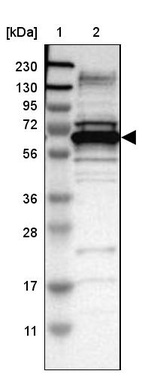 Anti-DNAJC1 Antibody