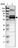 Anti-DNAJC1 Antibody