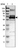 Anti-DNAJC1 Antibody